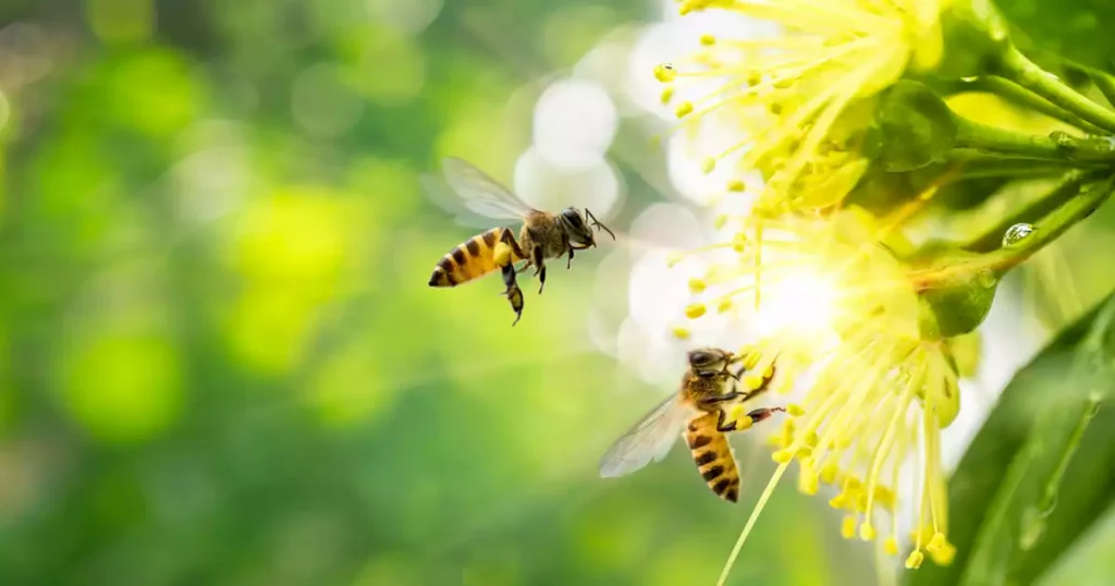 What Are the Sources of Fall Allergies Like Ragweed?